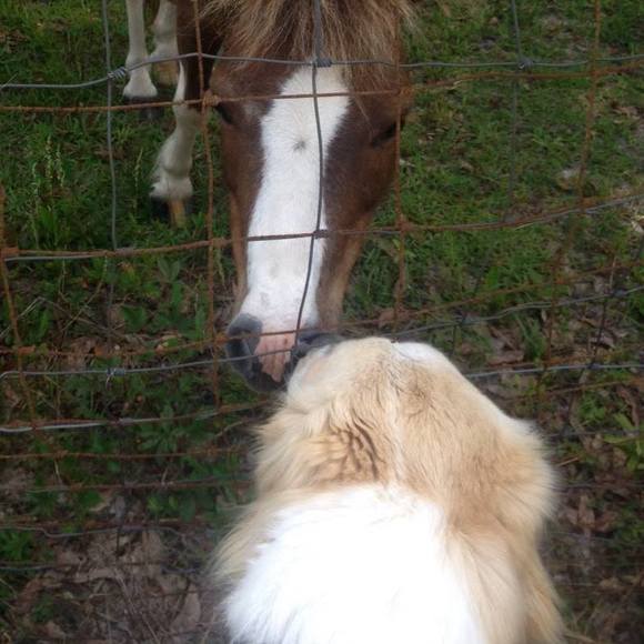 Meet your Posher, Van - Picture 1 of 1